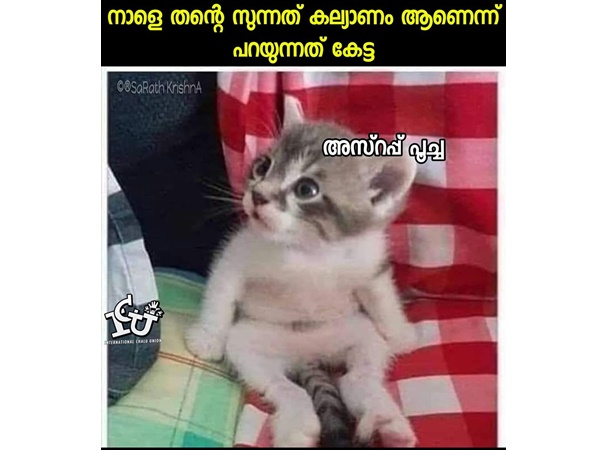 അസ്റപ്പ് പൂച്ച ആണെങ്കില്