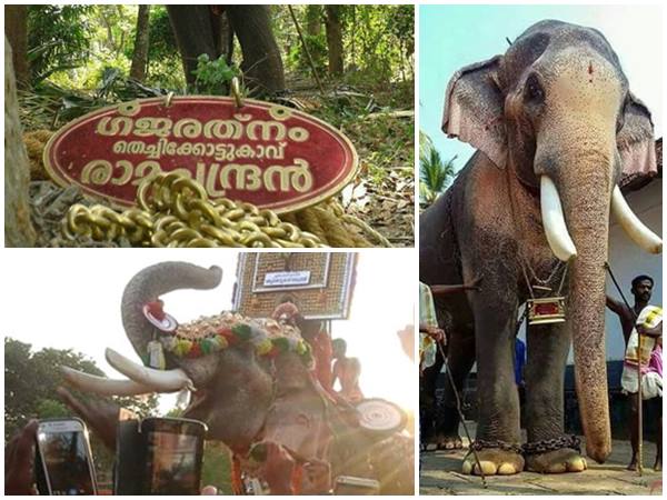 ബിഹാറിയായ ആന