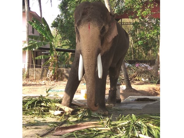 തെച്ചിക്കോട്ടുകാവ് രാമചന്ദ്രനെത്തും