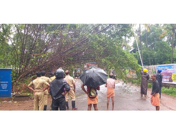 പാഴായിയില് മുളക്കൂട്ടം റോഡിലേക്ക് വീണു