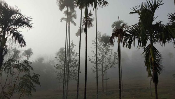 9299 വിദേശ വിനോദ സഞ്ചാരികള് വയനാടിലെത്തി