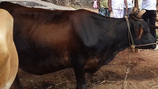 കന്നുകാലി സംരക്ഷണം