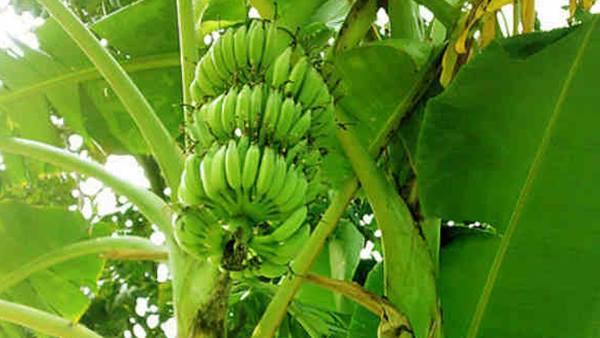 വാഴപ്പഴത്തിന്റെ ഉൽപ്പാദനത്തിൽ കുറവ്