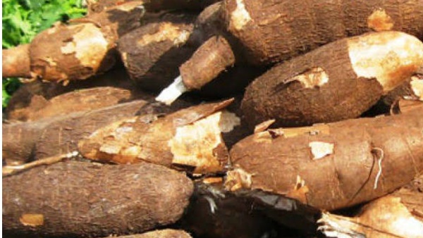 മരച്ചീനിയിലും