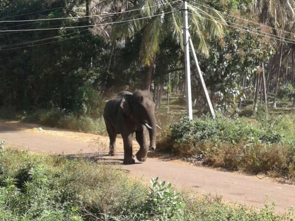 ഇറങ്ങിയോടി