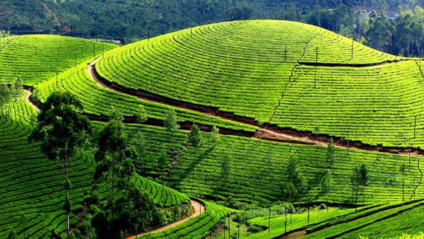 കളക്ടറോട് റിപ്പോർട്ട് തേടി