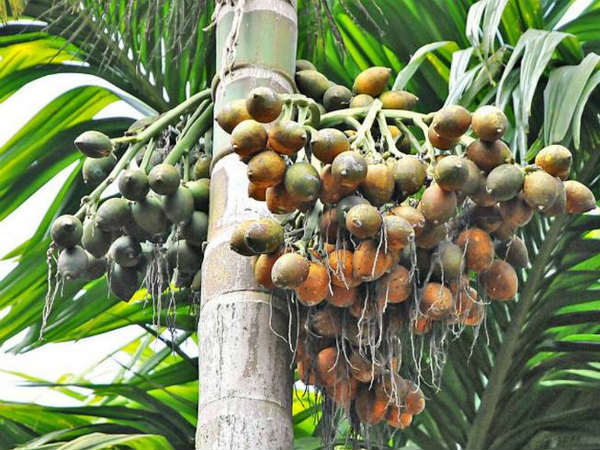 പ്ലാന്റേഷൻ രംഗത്ത്