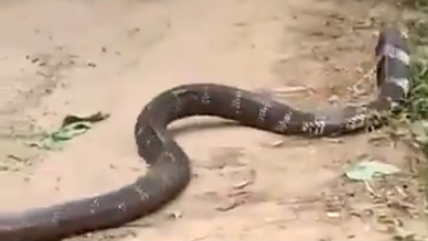 51 പാമ്പുകള്