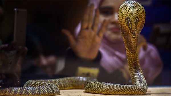 മൂര്ഖന് പാമ്പുകള്