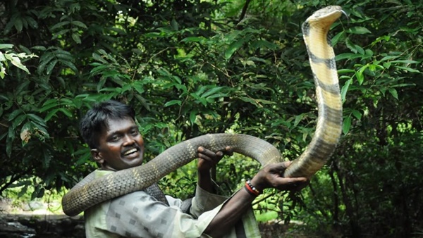 മൂര്ഖന് അത് ചെയ്യില്ല
