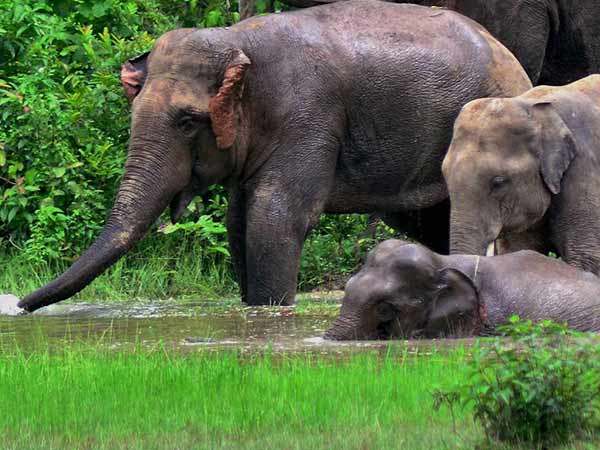 വയറൊട്ടി, മെലിഞ്ഞ്