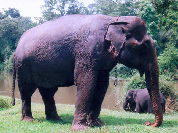 ചുമതലക്കാരൻ ഞാനായി