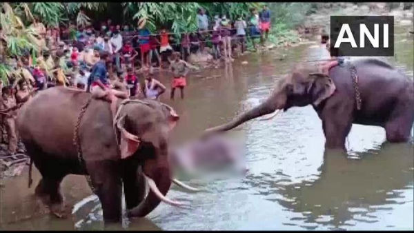 ആന ചരിഞ്ഞു...