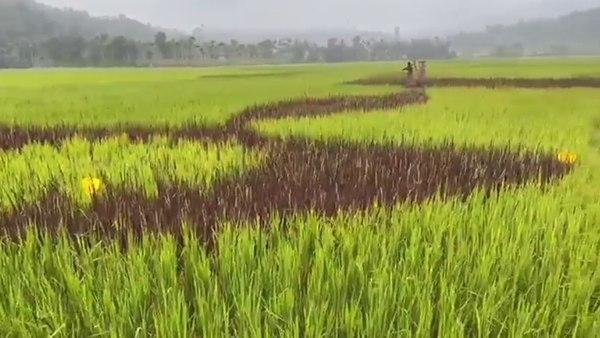 കൃഷി ചെയ്യുന്നുണ്ട്