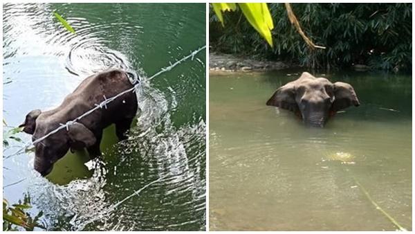 ആന ചരിഞ്ഞ സംഭവവും വർഗീയ പ്രചരണങ്ങളും