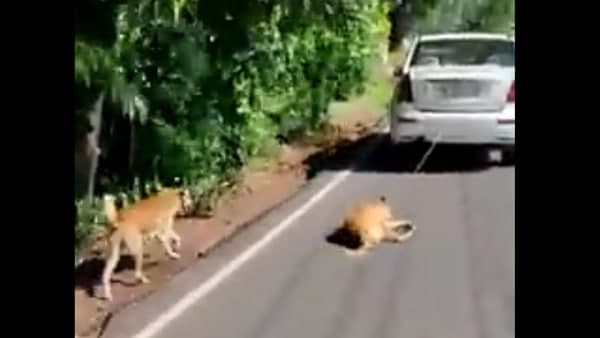 ഇടപെട്ട് വാഹനം നിർത്തി