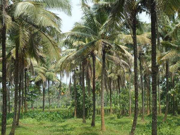 നാളികേരത്തിന്