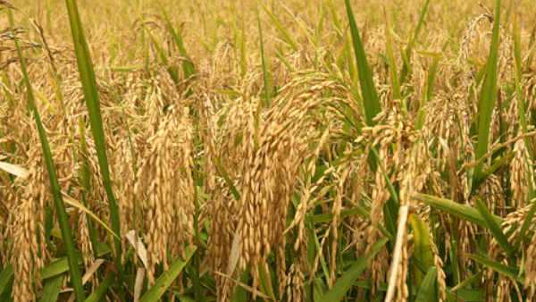 ഉച്ചകോടിയിലൂടെ കാർഷിക മേഖലകൾ ഉൾപ്പെടെ