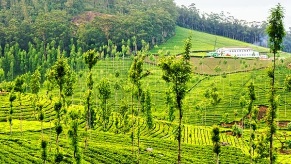 തിങ്കളാഴ്ച