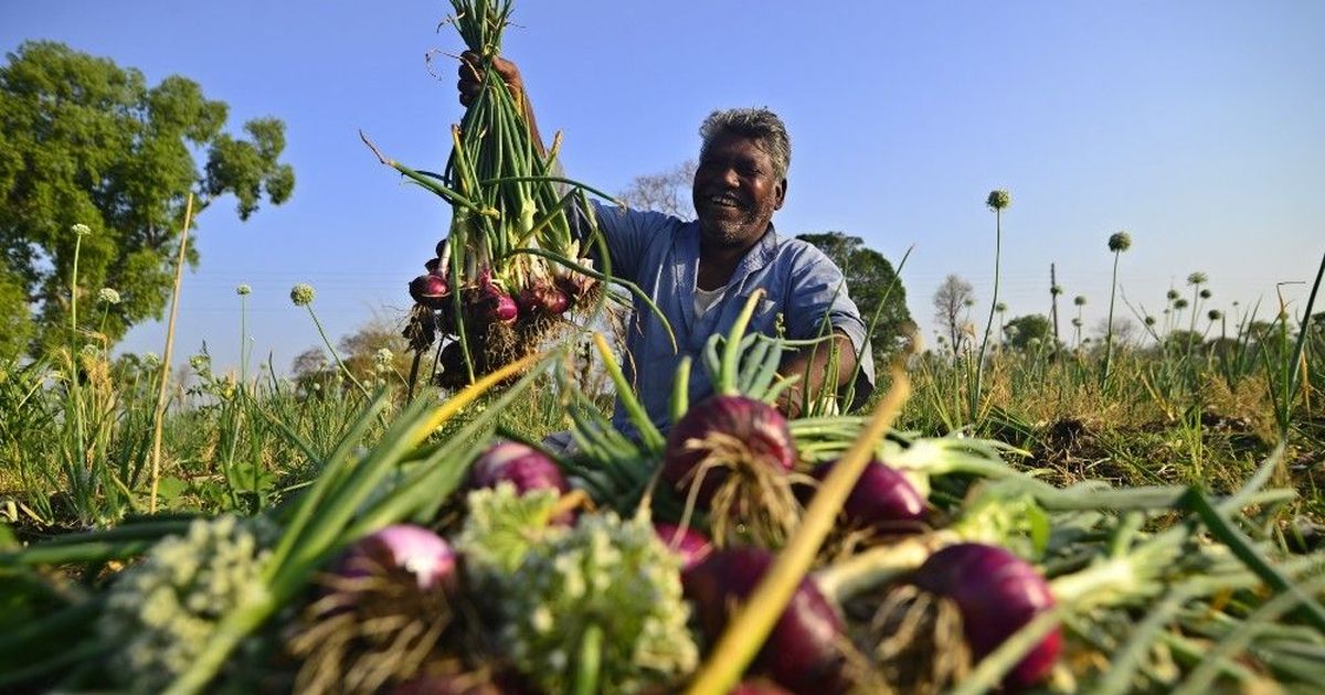 Here's Why People Quit Onion Farming In Korea, Even After Offers Good