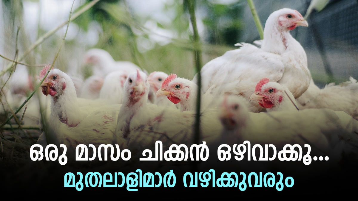 Chicken Price In Kerala Chicken Price Rise to Rs 250 Per KG, Shop