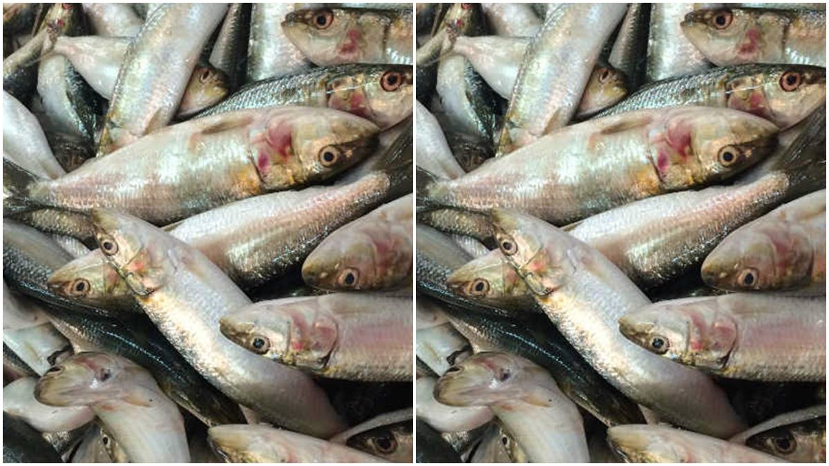 sea fish availability in Kerala Increased, Slight reduction in sardine