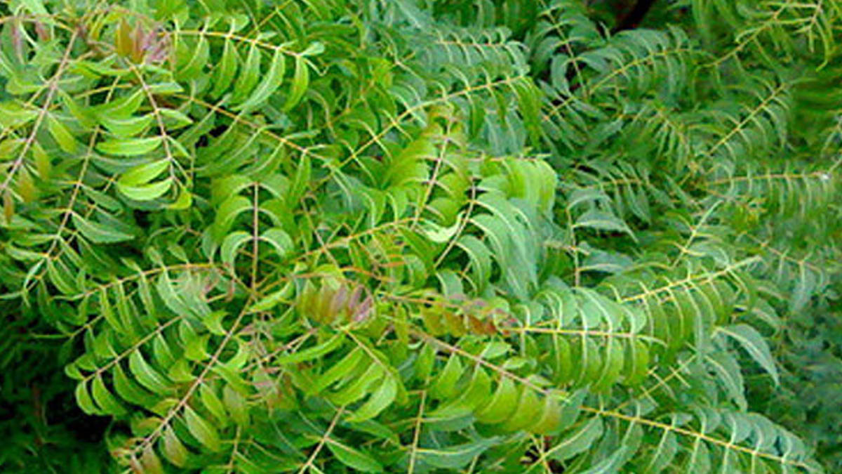 Vastu Tips For Home Neem Tree Should Not Be Planted In This Direction