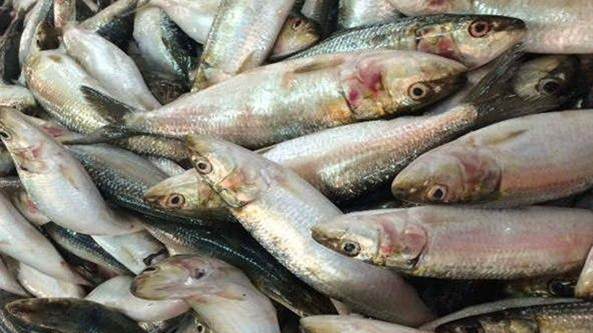 Food Tips In Malayalam Here Is How To Buy Fish And Seafood From Market