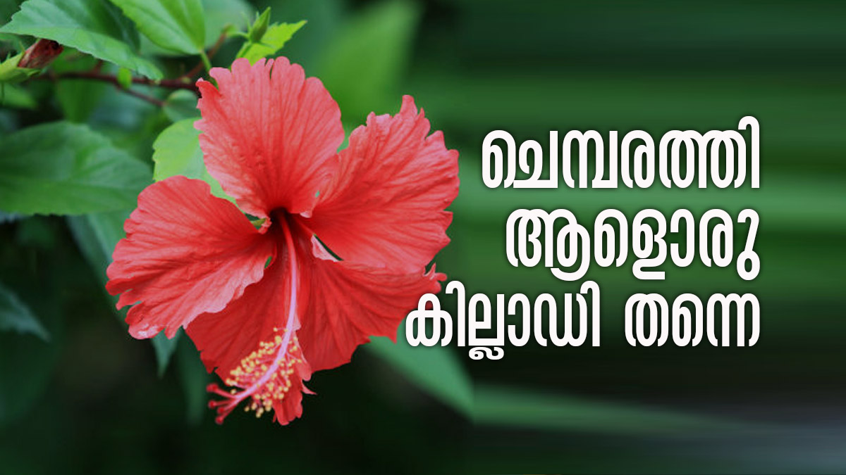 Vastu Tips A Single Hibiscus Plant Is Enough To Remove All Evils