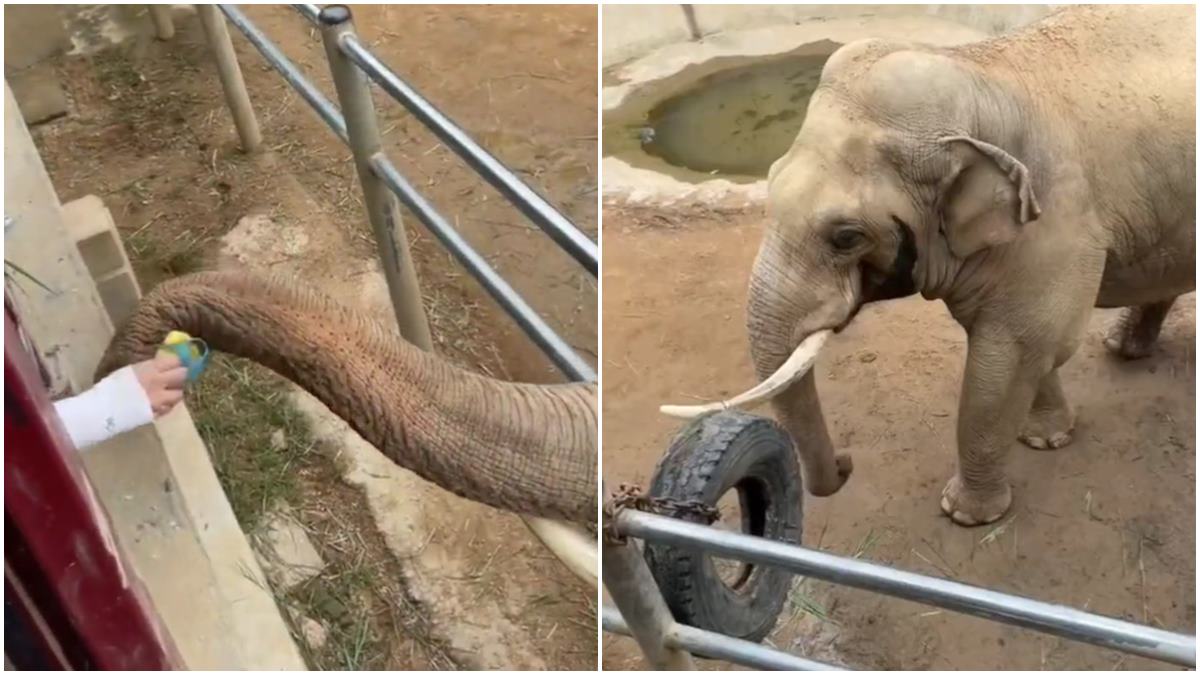 A Video Of An Elephant Returning A Child's Shoe Goes Viral In Social