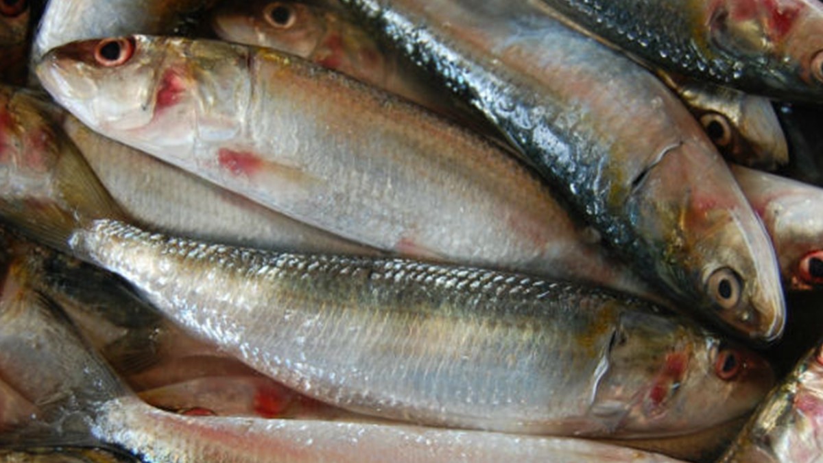 CMFRI Find the secrets of Indian Oil Sardine Malayalam Oneindia