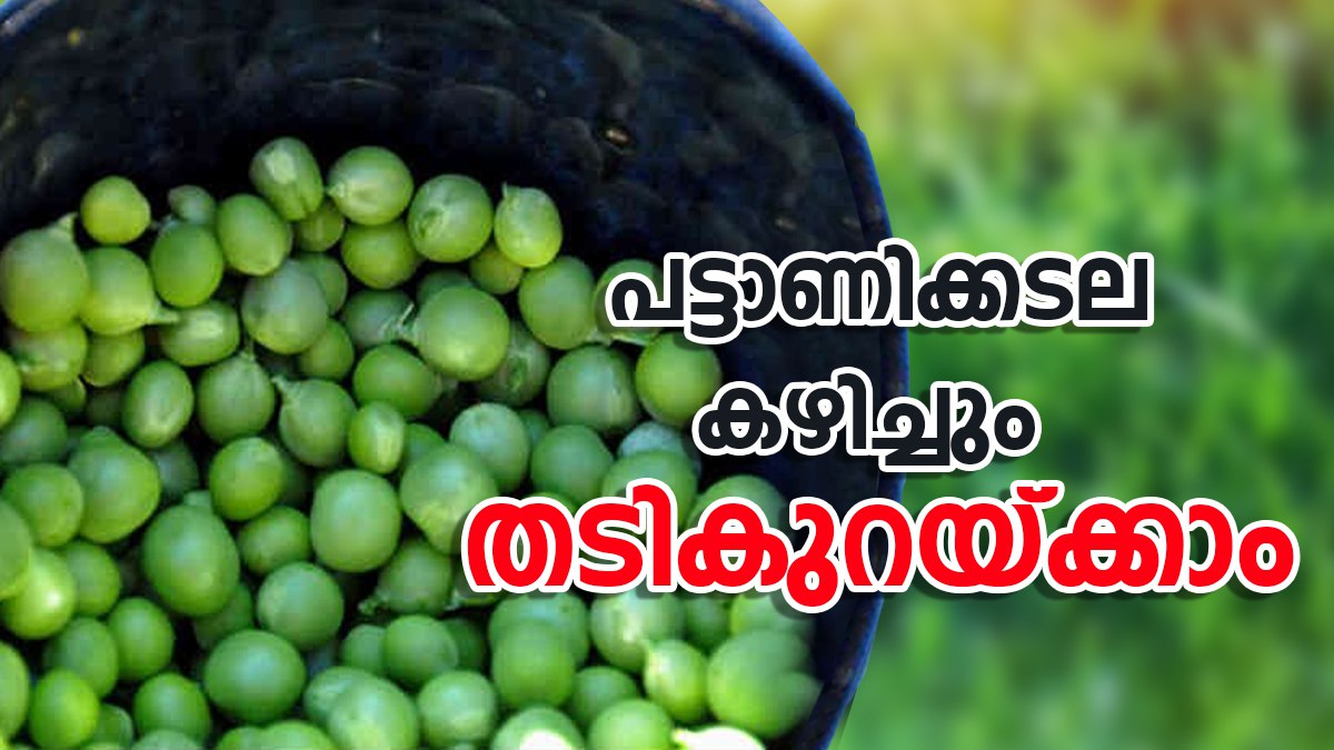 തടി കൂടുന്നതല്ലാതെ കുറയുന്നില്ലേ? എന്നാൽ പട്ടാണിക്കടല കഴിച്ചോളൂ; ഇങ്ങനെ
