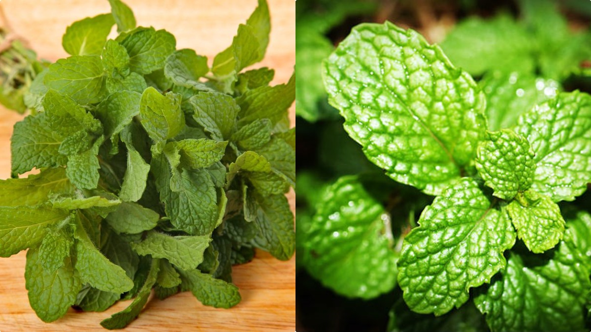 പുതിന ഇലയുണ്ടോ? സിംപിളാണ് ഇനി കാര്യങ്ങള്‍, ഭാരം ഇതാ ഇങ്ങനെ കുറയും