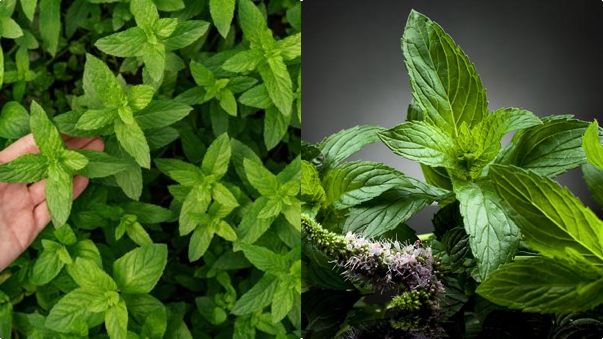 Weight loss tips in malayalam include mint leaves in daily diet to