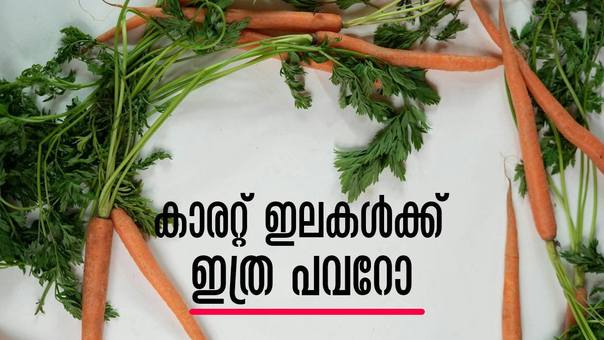 വെറുതെ കളയേണ്ട.. കാരറ്റ് ഇലകളുടെ ഗുണങ്ങള്‍ കേട്ടാല്‍ നിങ്ങള്‍ ഞെട്ടും