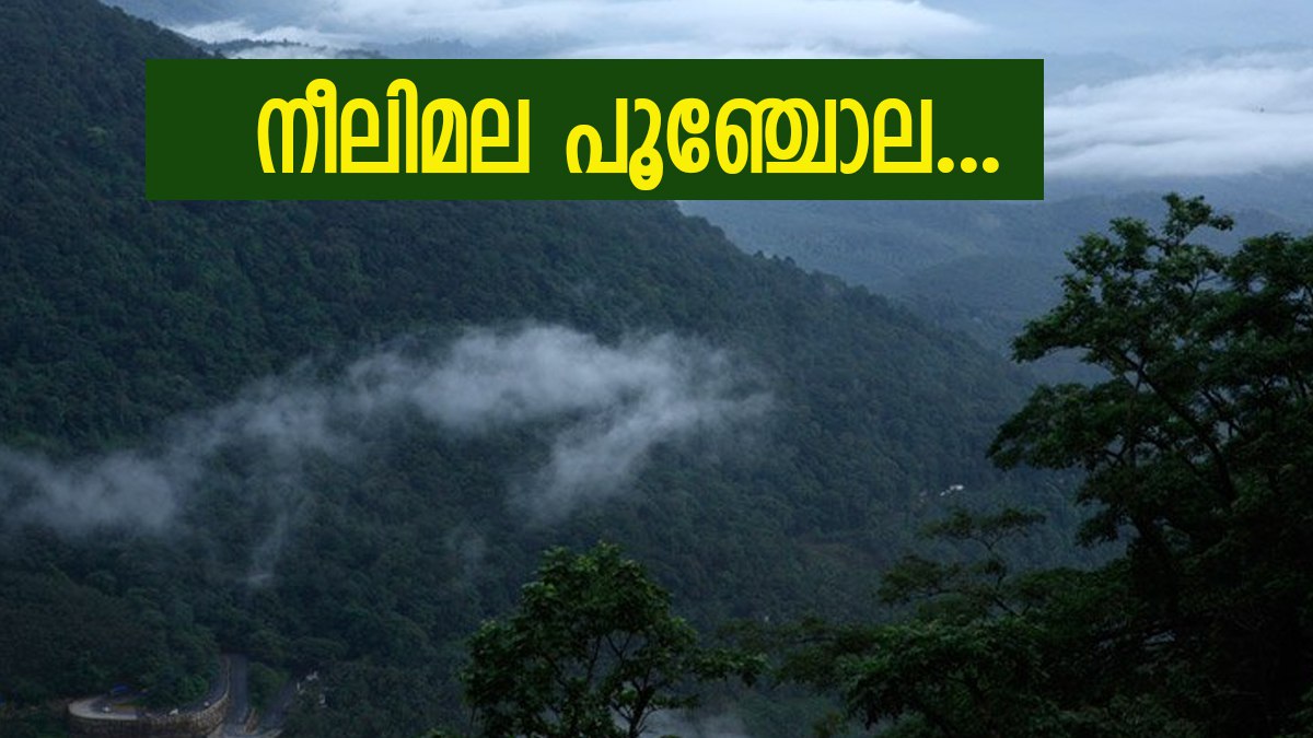 ഇത് വയനാടിന്റെ സ്വന്തം നീലിമല; കോട മഞ്ഞുമൂടിയ മലനിരകളുടെ അപൂർവ കാഴ്‌ച