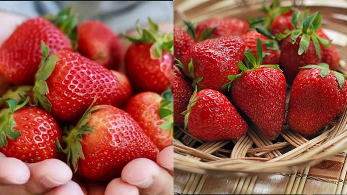 ടേസ്റ്റ് മാത്രമല്ല എവിടെ തൊട്ടാലും ഗുണങ്ങളേ ഉള്ളൂ; സ്‌ട്രോബറി ഇങ്ങനെ കഴിച്ചുനോക്കൂ, മാറ്റങ്ങള്