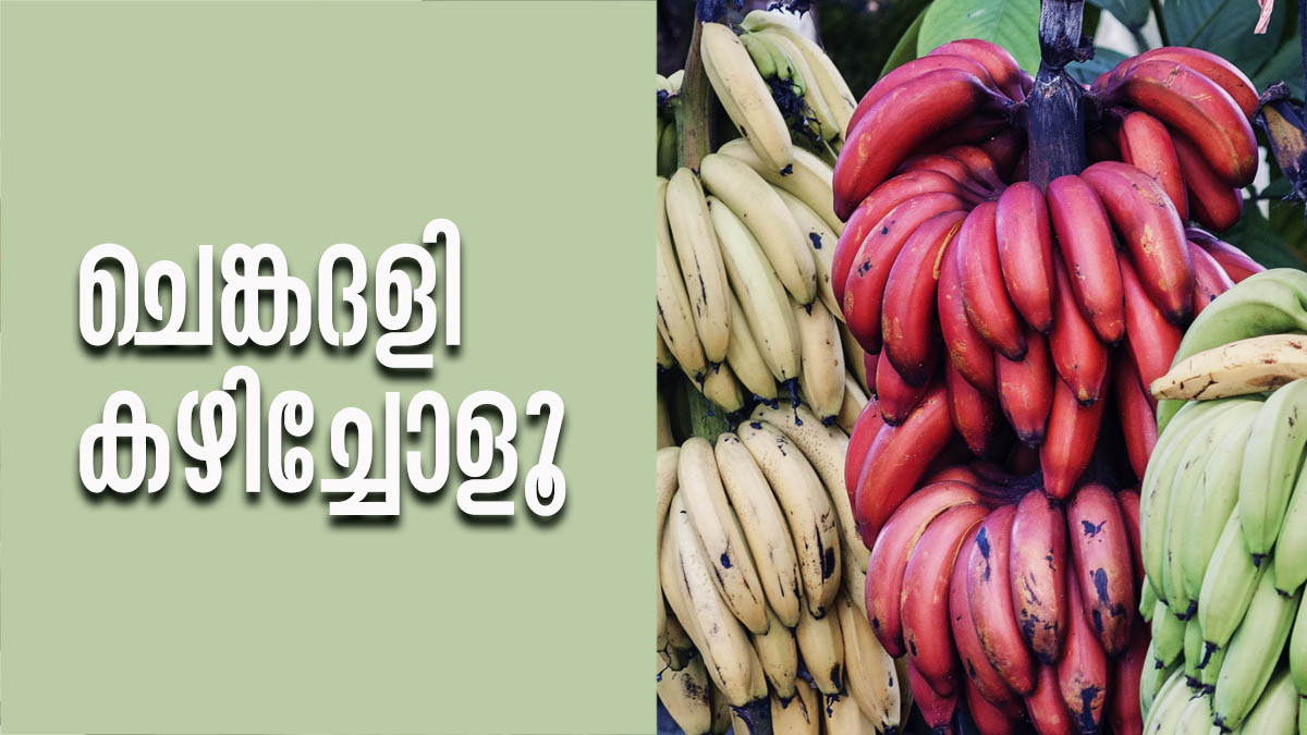 ചെങ്കദളി ആളൊരു കേമന്‍ തന്നെ..; എന്തൊക്കെ ഗുണങ്ങളാണ് ഉള്ളതെന്നോ..? Health Tips Adding Red