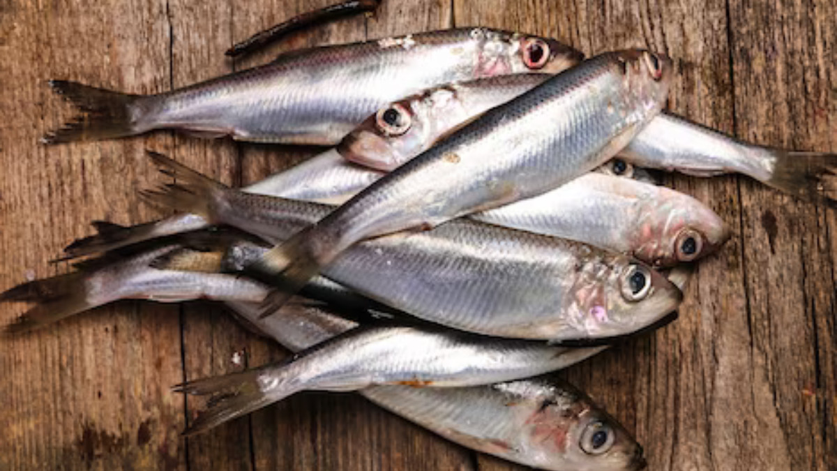 സംസ്ഥാനത്ത് മീൻവില കത്തിക്കയറുന്നു; ഒരു കിലോ മത്തിക്ക് 300 രൂപ, ഇനിയും കൂടിയേക്കും.. Kerala