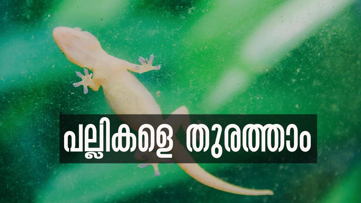 പല്ലിശല്യം കൊണ്ട് പൊറുതിമുട്ടിയോ? നാരങ്ങ നീര് മുതല്‍ കാപ്പിപ്പൊടി വരെ