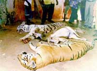 tiger carcass