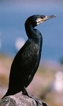 Cormorant