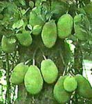 Jack fruit