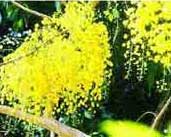 vishu