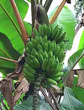 Plantain fruit